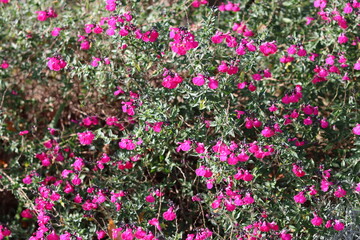 Fototapeta premium Bright pink salvia microphylla flowers in a garden