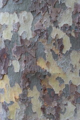 Close up of plane tree bark