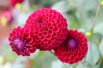 Red dahlias in a garden