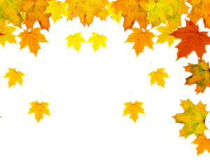 Autumn leaves frame a with vibrant yellow orange and red colors creating a seasonal fall aesthetic for design projects on transparent background
