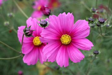 Pink cosmos flowers in a garden