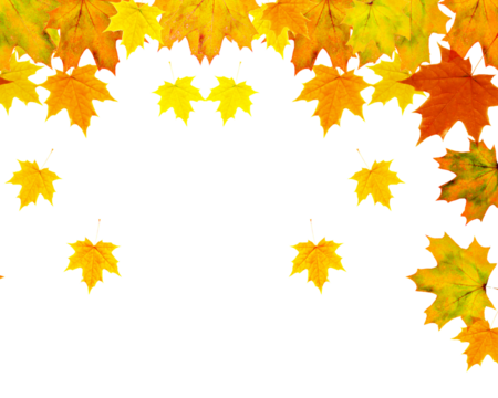Autumn leaves frame a with vibrant yellow orange and red colors creating a seasonal fall aesthetic for design projects on transparent background