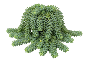Sedum morganianum commonly known as donkeys tail or burros tail a succulent plant with trailing stems of plump bluegreen leaves isolated on a white background.