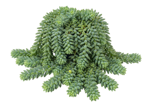 Sedum morganianum commonly known as donkeys tail or burros tail a succulent plant with trailing stems of plump bluegreen leaves isolated on a white background.