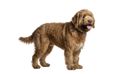 Labradoodle dog standing a fluffy brown mixed breed isolated on white background