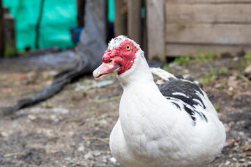 Pato criollo