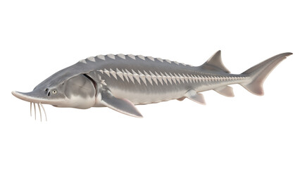 Sturgeon fish a large and ancient species isolated on white background