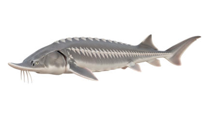 Sturgeon fish a large and ancient species isolated on white background