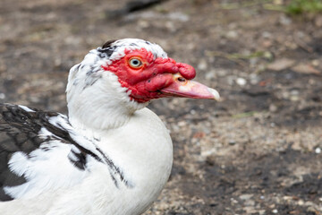Pato criollo