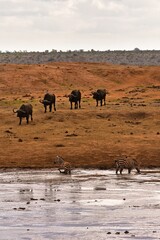 African Buffaloes and Zebras at Waterhole &ndash; Wildlife on the Savannah, Tsavo East National Park - Kenya.