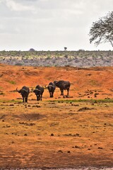African Buffaloes &ndash; Majestic Herd in Scenic Wilderness