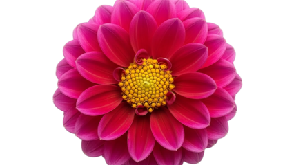 Close up of a vibrant pink dahlia flower with a bright yellow center on a transparent  background 