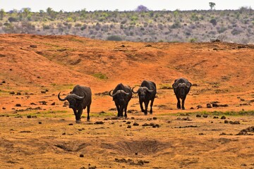 Buffalo Herd on African Grasslands &ndash; Wildlife Landscape in Natural Habitat
