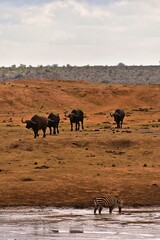 Wild Buffalo Herd &ndash; Nature and Wildlife on African Plains