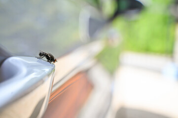An artistic shot of a fly resting on a shiny car surface, showing the interplay of reflections and depth, merging nature with the modern world in a unique perspective.