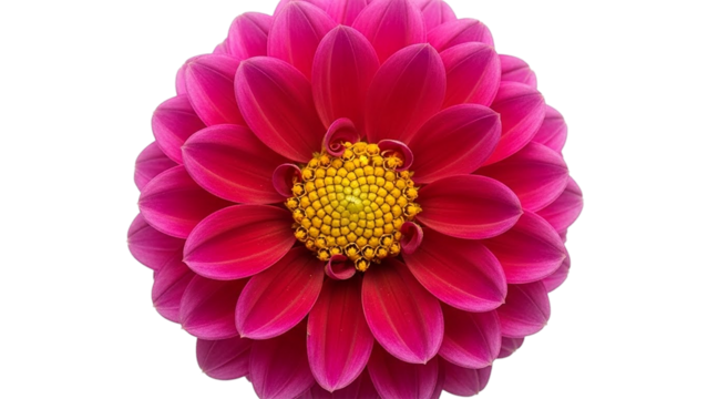 Close up of a vibrant pink dahlia flower with a bright yellow center on a transparent  background 