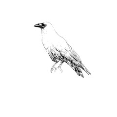Fototapeta premium Detailed black and white raven illustration for wildlife enthusiasts and bird watchers alike.