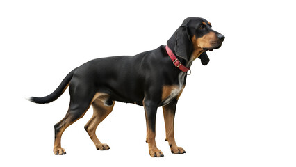 Elegant Bluetick Coonhound dog standing a sleek and muscular breed isolated on white background