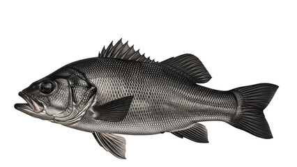 Isolated largemouth bass fish detailed silver sculpture perfect for fishing and wildlife illustrations