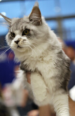 Majestic Silver Maine Coon Cat Portrait