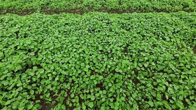 4K Ultra HD: Lush Green Amaranth (Bayam) Field - Tropical Vegetable Farming