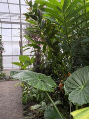 Exotic plants at the botanical garden in Saint Gallen in Switzerland 22.11.2025