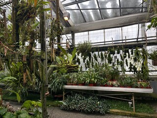 Exotic plants at the botanical garden in Saint Gallen in Switzerland 22.11.2025