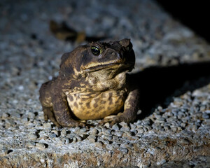 Cane Toad in Costa Rica