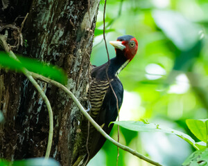 Pale-billed woodpecker in Costa Rica
