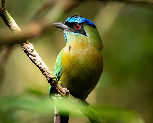 Colorful Lesson's Motmot in Costa Rica