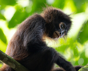 Young Spider Monkey in a Tree in Costa Rica