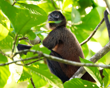 Young Spider Monkey in a Tree in Costa Rica