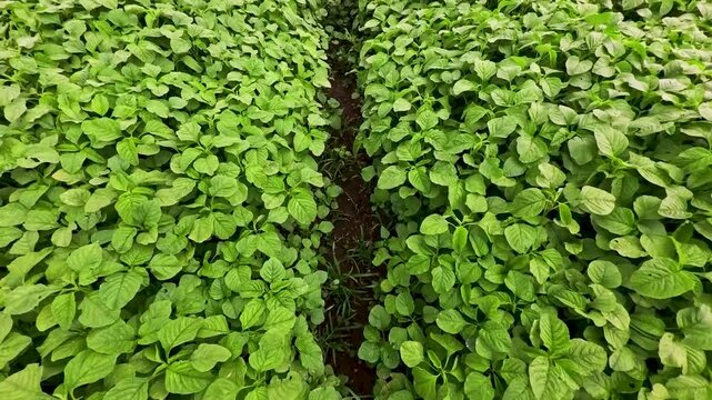 4K Ultra HD: Lush Green Amaranth (Bayam) Field - Tropical Vegetable Farming