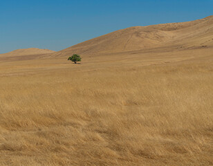 Central California Landscape, San Joaquin Valley