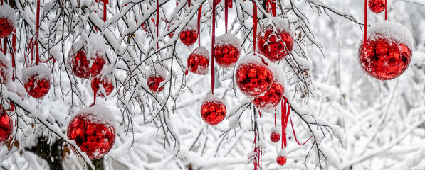 Snow-covered Christmas tree branches, a beautiful symbol of winter holiday decoration and illustration. Constance, Baden W&uuml;rttemberg, Germany.