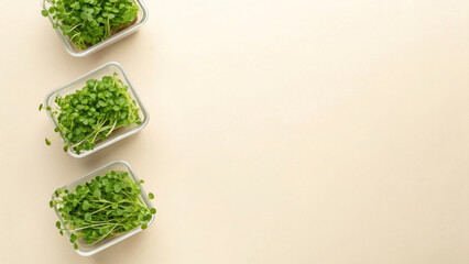 Three containers hold vibrant microgreens, showcasing their fresh green colors. Perfect for adding nutrition and flavor to a variety of dishes, these herbs enhance healthy eating