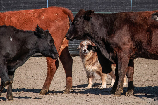 Stock Dog Cattle Herding