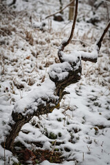 Winter vineyards in Piedmont covered with snow create a serene countryside landscape. Frosted rows, rolling hills, and a calm rural atmosphere reflect the quiet beauty of the cold season in northern I