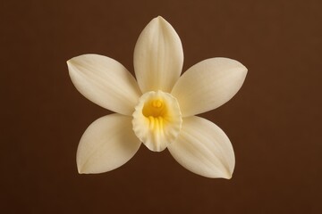 Naklejka premium Vanilla Orchid in Bloom: A close-up shot of a delicate vanilla orchid blossom against a warm brown backdrop.