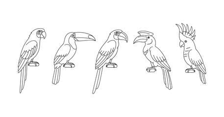 Naklejka premium Line art of five exotic parrots: macaw, toucan, hornbill, cockatoo
