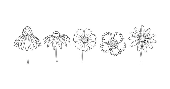 Black and white line art of five wildflowers with distinct petal designs