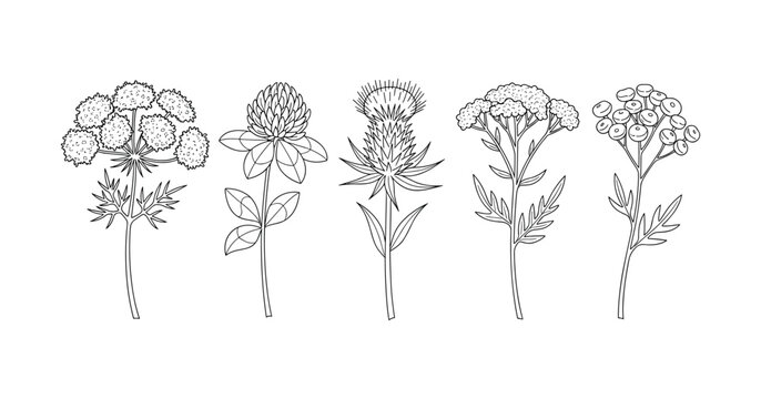 Line art illustrations of various wildflowers with detailed stems and leaves