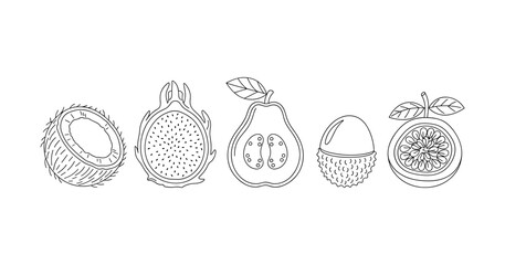 Obraz premium Line art of tropical fruits: coconut, dragon fruit, guava, lychee, passion fruit