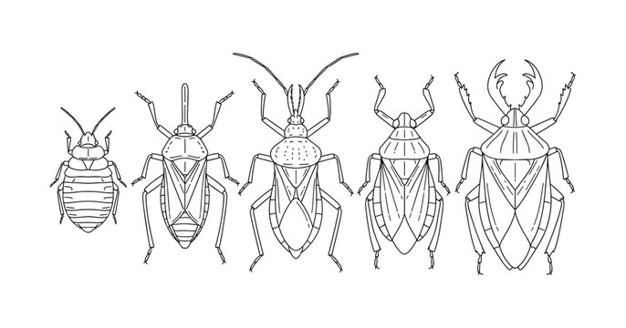 Illustrated insect lineup: diverse bug species in black and white