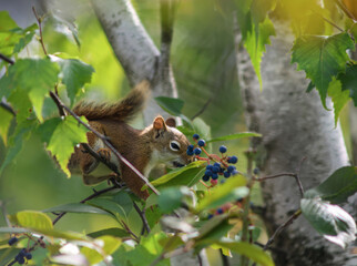 Red Squirrel Eating Wild Berries in a Forest