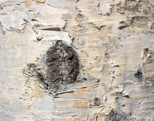 Naklejka premium The birch bark texture or background. Macro shot is made by means of stacking technology trunk. Texture made of birch tree bark. Beautiful birch trunk background. Conceptual image. Peaceful nature.
