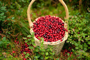 Ripe cranberries in a basket with a lush green forest background showcasing the freshness and natural beauty of the berry harvest.