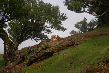 A Cow In Fanal Forest on Madeira