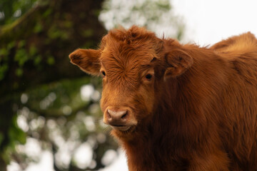 Cow In Ancient Laurel Forest Of Madeira