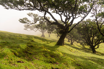 Mysterious Fanal Laurel Forest